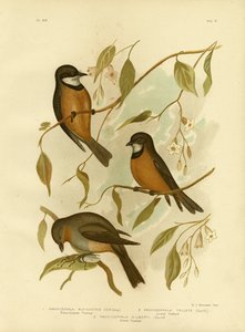 Rufous Whistler、1891